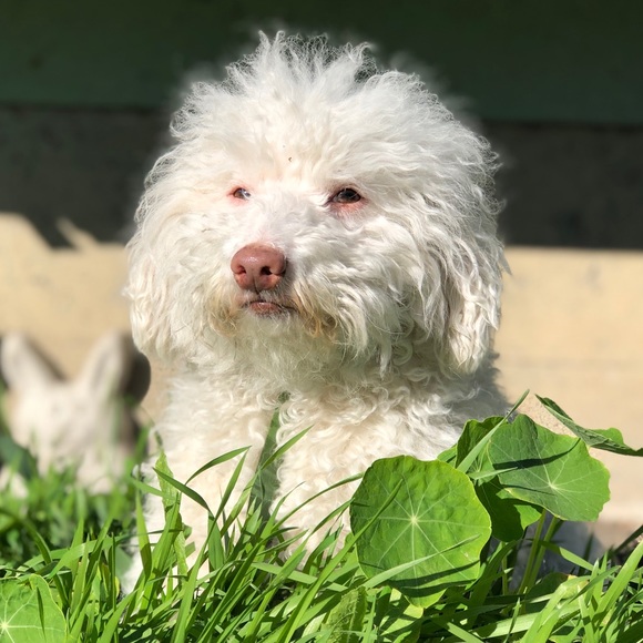 Meet your Posher, Julio - Picture 1 of 1